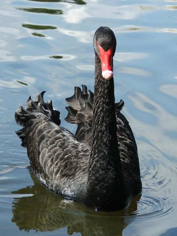normal_N_Tilcheff-BlackSwan_06
