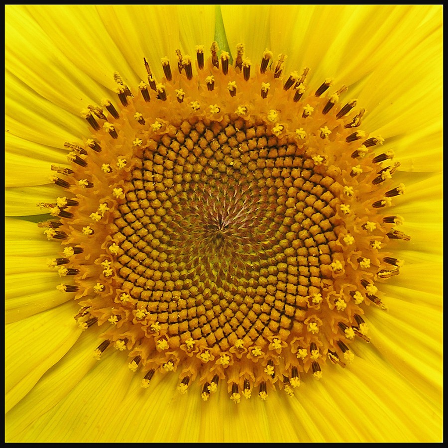 faith in universe sunflower