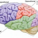 Oppositional Thoughts Volume 5 Amusing sideways looks at Careers, HR and Life Advice